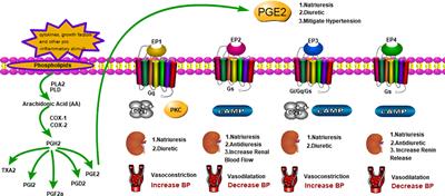 Roles of EP Receptors in the Regulation of Fluid Balance and Blood Pressure